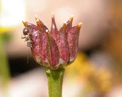 Attēlu rezultāti vaicājumam “Caltha palustris fruit”