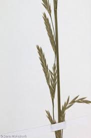 Attēlu rezultāti vaicājumam “Glyceria fluitans”