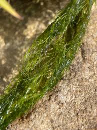 Attēlu rezultāti vaicājumam “Cladophora glomerata”