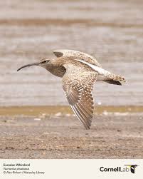 Image result for Numenius hudsonicus