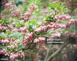 Attēlu rezultāti vaicājumam “Enkianthus campanulatus flower”