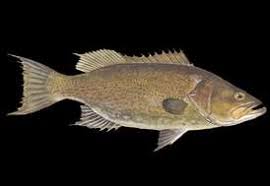 Image result for Mycteroperca phenax