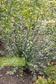 Attēlu rezultāti vaicājumam “Salix daphnoides leaf”