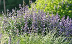 Image result for Katzenminze