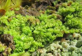 Attēlu rezultāti vaicājumam “Lophozia longidens”