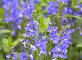 Image result for Veronica teucrium
