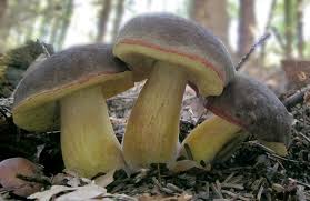 Attēlu rezultāti vaicājumam “Xerocomus pruinatus”