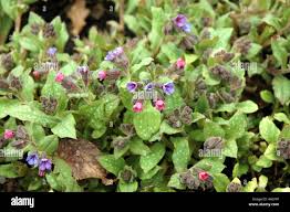 Attēlu rezultāti vaicājumam “Pulmonaria obscura leaf”