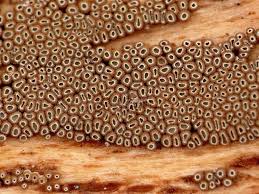 Attēlu rezultāti vaicājumam “Merismodes anomala”