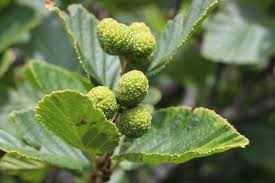 Attēlu rezultāti vaicājumam “Alnus”