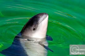 Image result for Phocoena phocoena