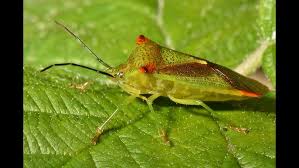 Attēlu rezultāti vaicājumam “Acanthosoma haemorrhoidale”