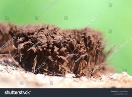 Attēlu rezultāti vaicājumam “Stemonitis fusca spores”