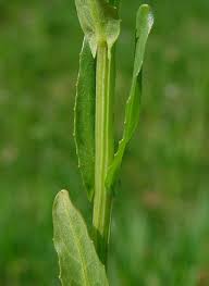 Attēlu rezultāti vaicājumam “Thlaspi arvense”