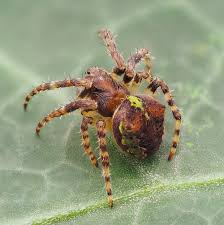 Attēlu rezultāti vaicājumam “Gibbaranea gibbosa”