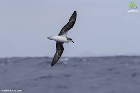 Image result for Pterodroma feae