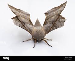 Attēlu rezultāti vaicājumam “Laothoe populi imago”