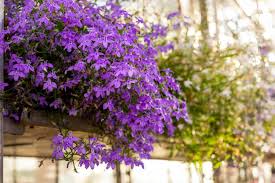 Image result for Männertreu