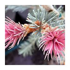 Attēlu rezultāti vaicājumam “Pseudotsuga menziesii flower”