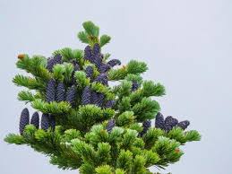 Attēlu rezultāti vaicājumam “Abies veitchii”