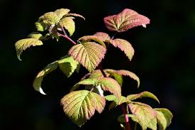 Attēlu rezultāti vaicājumam “Rubus idaeus leaf”