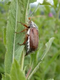 Attēlu rezultāti vaicājumam “Melolontha melolontha”