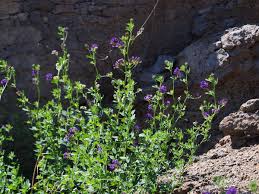 Attēlu rezultāti vaicājumam “Medicago”