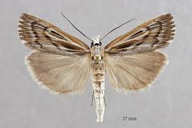 Attēlu rezultāti vaicājumam “Pediasia fascelinella”