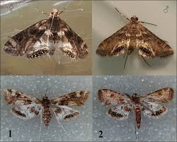 Attēlu rezultāti vaicājumam “Cataclysta lemnata”