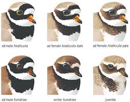 Attēlu rezultāti vaicājumam “Charadrius hiaticula adult”