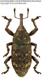 Attēlu rezultāti vaicājumam “Pissodes piniphilus”