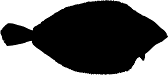 Image result for Glyptocephalus cynoglossus