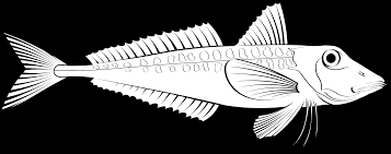 Image result for Chelidonichthys cuculus