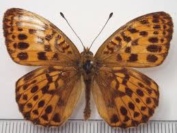 Attēlu rezultāti vaicājumam “Brenthis ino”