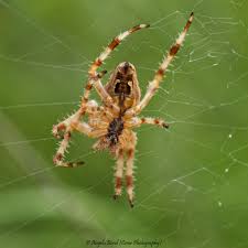 Attēlu rezultāti vaicājumam “Araneus diadematus female”