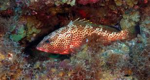 Image result for Epinephelus adscensionis