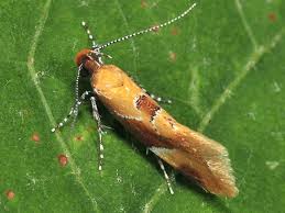 Attēlu rezultāti vaicājumam “Epicallima formosella”