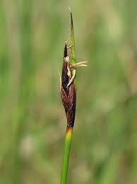 Attēlu rezultāti vaicājumam “Schoenus ferrugineus fruit”