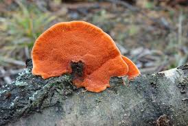 Attēlu rezultāti vaicājumam “Pycnoporus cinnabarinus”