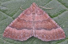 Attēlu rezultāti vaicājumam “Larentia clavaria”