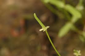 Attēlu rezultāti vaicājumam “Myosurus minimus”