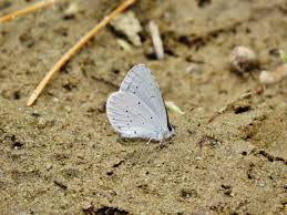 Attēlu rezultāti vaicājumam “Celastrina argiolus underside”