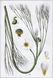 Attēlu rezultāti vaicājumam “Batrachium”