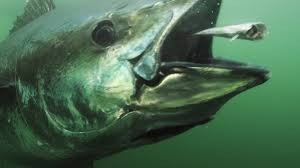 Image result for giant tuna