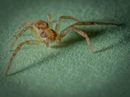 Attēlu rezultāti vaicājumam “Philodromidae”