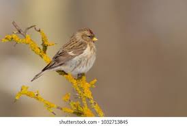 Attēlu rezultāti vaicājumam “Carduelis flammea female”