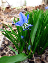 Attēlu rezultāti vaicājumam “Scilla siberica”
