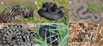 Attēlu rezultāti vaicājumam “Vipera berus”