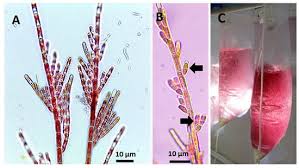 Attēlu rezultāti vaicājumam “Didymium spongiosum macro”