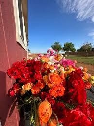 Attēlu rezultāti vaicājumam “Ranunculus mendax flower”